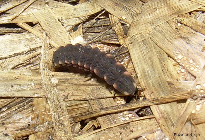 Lampyris noctiluca larva